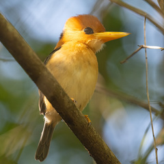 Yellow-Billed Kingfisher photo 2