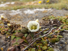 Gentianella saxosa
