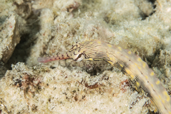 Corythoichthys haematopterus