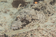 Cymbacephalus beauforti