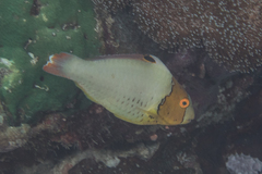 Cetoscarus ocellatus