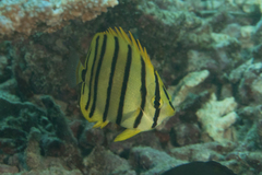 Chaetodon octofasciatus