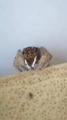 Maratus purcellae