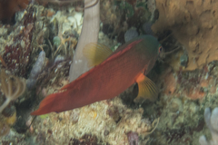 Labracinus cyclophthalmus