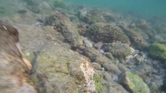 Abudefduf declivifrons