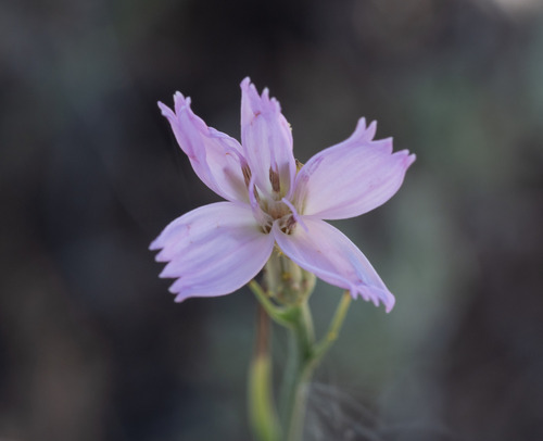 Stephanomeria runcinata Nutt.