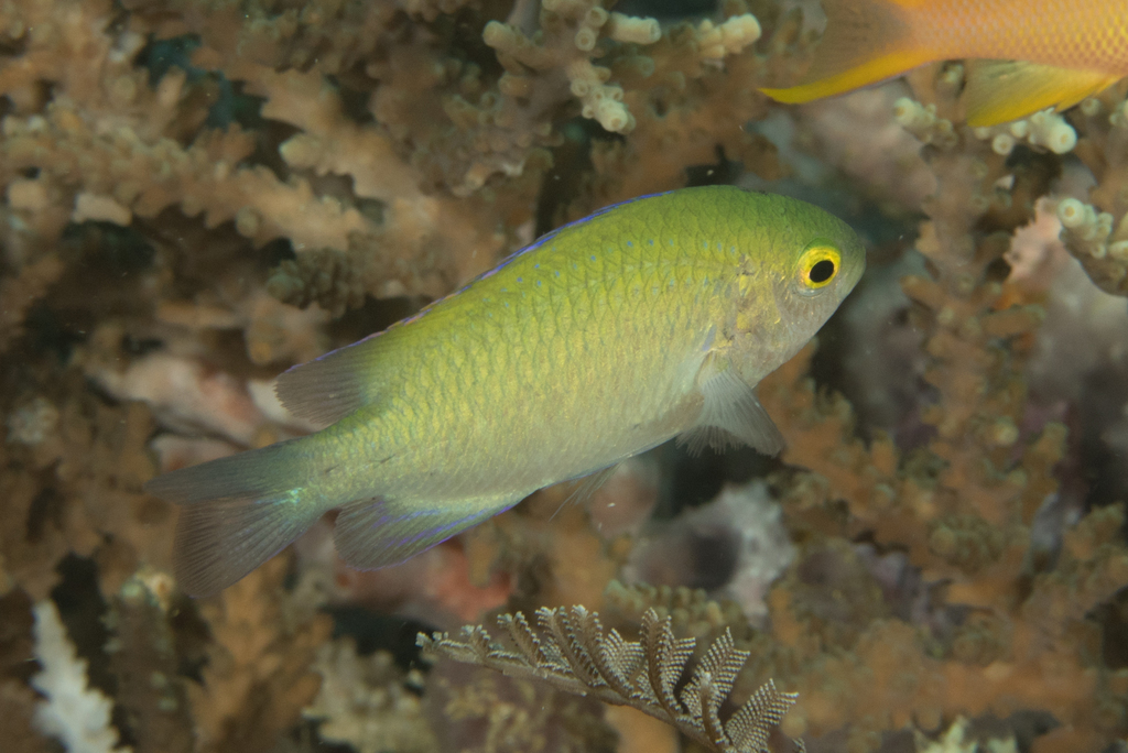 Smith's Damsel