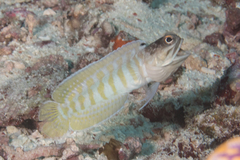 Gold-Specs Jawfish photo 2