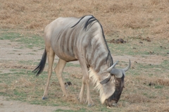 Connochaetes taurinus albojubatus