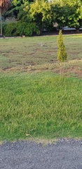 Ocyphaps lophotes