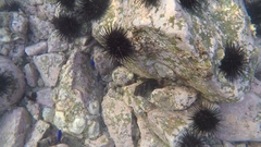 Ophioblennius steindachneri