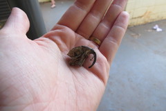 Rhinastus latisternus