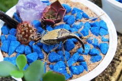 Rhinastus latisternus