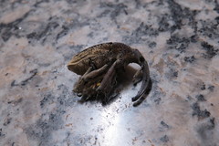 Rhinastus latisternus