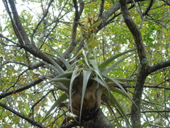 Tillandsia bourgaei