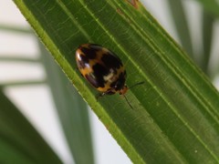 Iphiclus signatus
