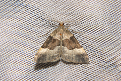 Pseudocoremia pergrata