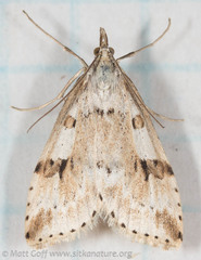 Udea washingtonalis