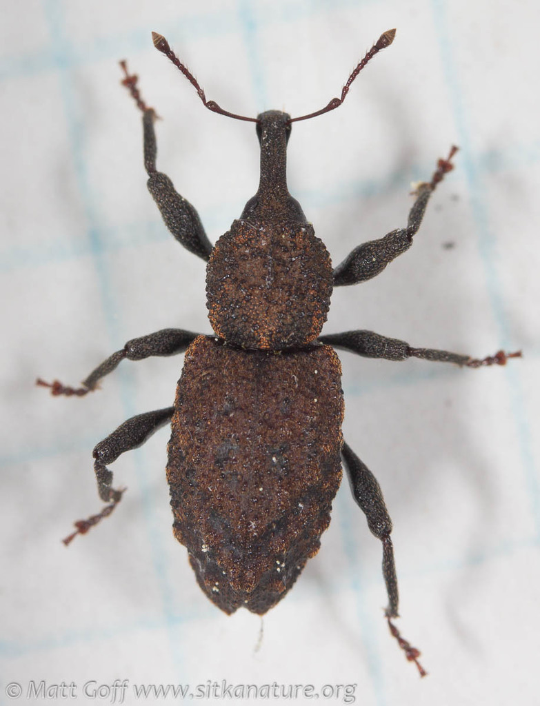 Steremnius carinatus