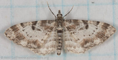 Eupithecia mutata