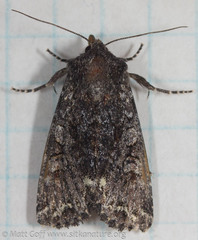 Melanchra pulverulenta