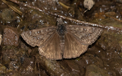 Erynnis telemachus