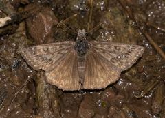 Erynnis telemachus