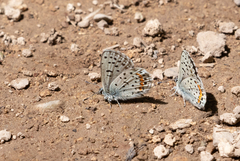 Euphilotes ancilla