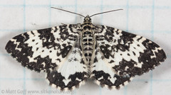 Rheumaptera hastata