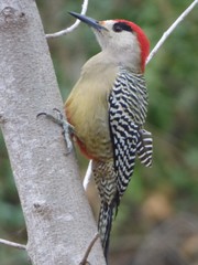 Melanerpes superciliaris