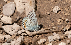 Euphilotes ancilla