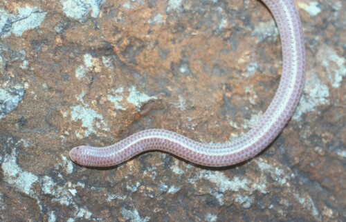Trans-Pecos Blindsnake