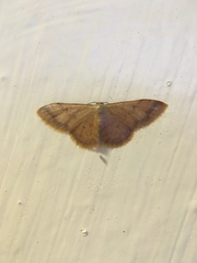 Idaea impexa