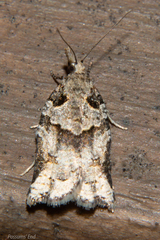 Harmologa amplexana