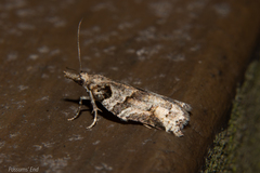 Harmologa amplexana