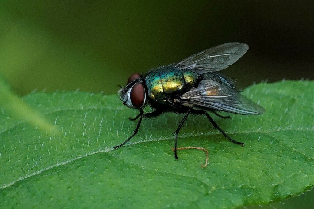 Common European Greenbottle Fly from 11 Seymour Ave, Toronto, ON M4J ...