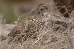 Pternistis leucoscepus