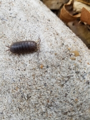 Porcellio laevis