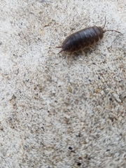 Porcellio laevis