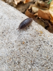 Porcellio laevis