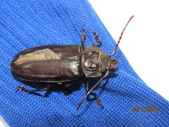 Mallodon spinibarbis