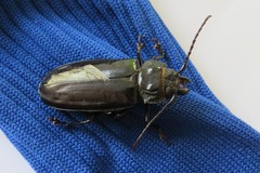 Mallodon spinibarbis