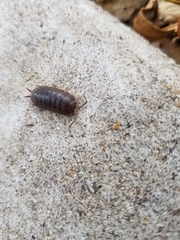 Porcellio laevis