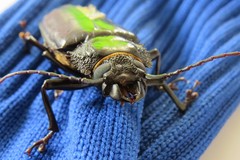 Mallodon spinibarbis