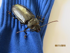 Mallodon spinibarbis
