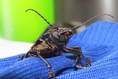 Mallodon spinibarbis