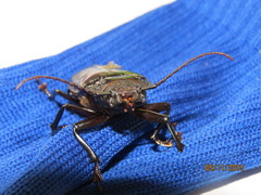 Mallodon spinibarbis