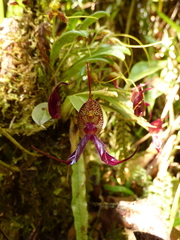 Masdevallia heteroptera