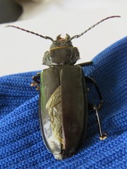 Mallodon spinibarbis