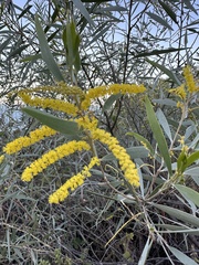 Wattle (Acacia leptostachya)